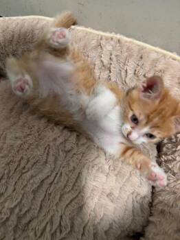 Ross -  Domestic Short Hair Cat for Adoption in San Antonio, Texas - Ross | PetCurious
