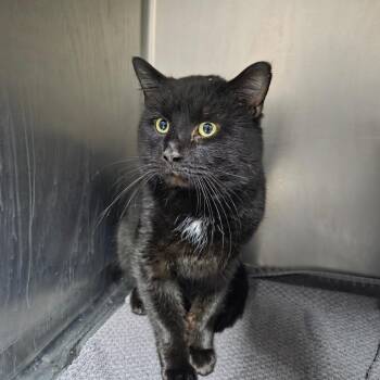 Domestic Short Hair Cats Available for Adoption - Bogart | PetCurious