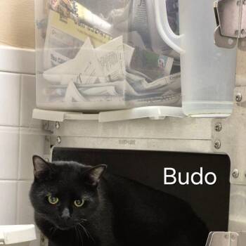 Budo -  Domestic Short Hair Cat for Adoption in Buffalo, New York - Budo | PetCurious