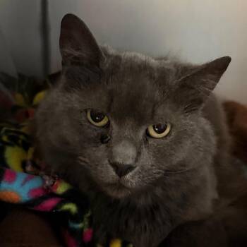 Domestic Medium Hair Cats Available for Adoption in Troy, Virginia - Yacht Rock | PetCurious
