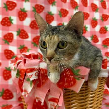 Hello Kitty -  Domestic Short Hair Cat for Adoption in Riverwoods, Illinois - Hello Kitty | PetCurious