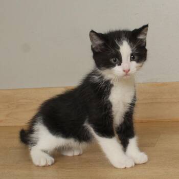 Domestic Medium Hair Cats Available for Adoption in Minnetonka, Minnesota - Pesto C68384 | PetCurious