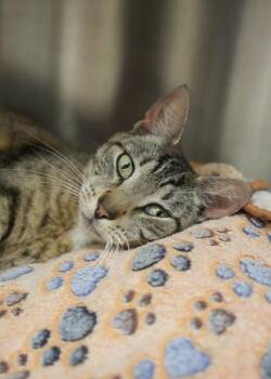 Hawkmoon 64206 -  Domestic Short Hair Cat for Adoption in Aiken, South Carolina - Hawkmoon 64206 | PetCurious