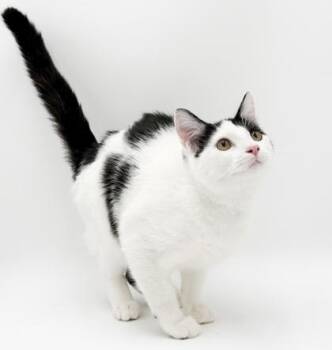 Shiloh & Salem~ SPONSORED -  Domestic Short Hair Cat for Adoption in Bowling Green, Kentucky - Shiloh & Salem~ SPONSORED | PetCurious