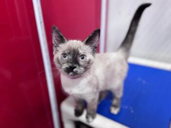 Siamese Cats Available for Adoption in Powell, Ohio - Kuromi | PetCurious