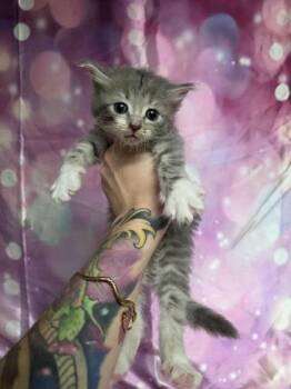 Fridge -  Domestic Medium Hair and Domestic Short Hair Cat for Adoption in Houston, Texas - Fridge | PetCurious