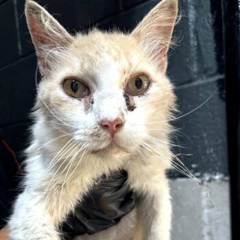 Hootch -  Domestic Medium Hair Cat for Adoption in Springtown, Texas - Hootch | PetCurious