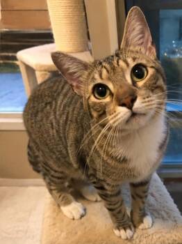 Santi -  Domestic Short Hair Cat for Adoption in Hopkinton, Massachusetts - Santi | PetCurious