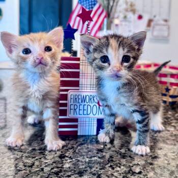 Piglet -  Domestic Short Hair Cat for Adoption in Hemet, California - Piglet | PetCurious