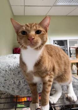 Rescue Domestic Short Hair Cats for Adoption in Cape May, New Jersey - Levi | PetCurious