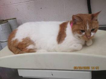Mochi(646) -  Domestic Short Hair Cat for Adoption in Marietta, Georgia - Mochi(646) | PetCurious