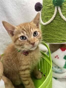 Rescue Tabby Cats for Adoption in Tavares, Florida - Ferris | PetCurious