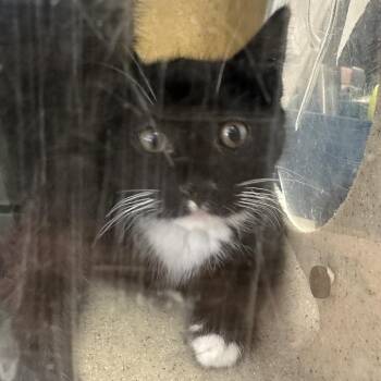 Domestic Short Hair Cats Available for Adoption - Mittens | PetCurious