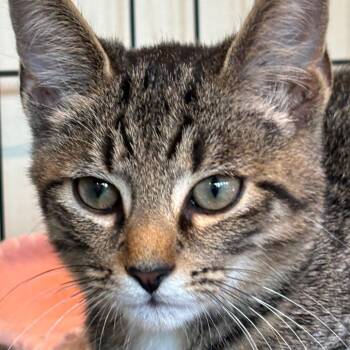 Stucco -  Domestic Short Hair Cat for Adoption in Huntington, West Virginia - Stucco | PetCurious