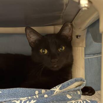 Rescue Domestic Short Hair Cats for Adoption in Las Vegas, Nevada - APPLE | PetCurious