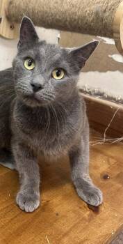 Domestic Short Hair Cats Available for Adoption - Alec | PetCurious