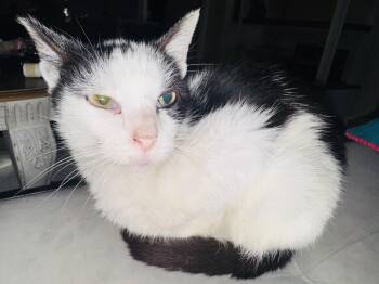 Rescue Domestic Short Hair Cats for Adoption in Terre Haute, Indiana - Smores | PetCurious