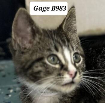 Gage -  Domestic Short Hair Cat for Adoption in Morganton, North Carolina - Gage | PetCurious