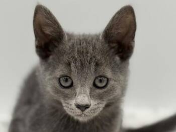 Cherry -  Domestic Short Hair Cat for Adoption in Portland, Oregon - Cherry | PetCurious