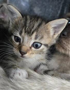 Rescue Domestic Short Hair Cats for Adoption in Dallas, Texas - PEARL | PetCurious