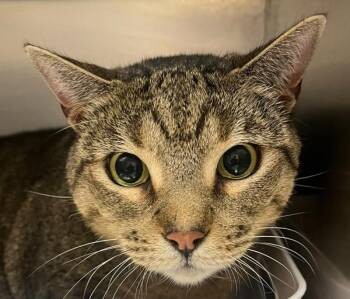 Kiki -  Domestic Short Hair Cat for Adoption in Golden, Colorado - Kiki | PetCurious