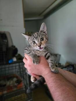 Rescue Domestic Short Hair Cats for Adoption in Pine Grove, Pennsylvania - Zeplin | PetCurious