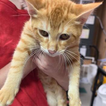 Flash -  Domestic Short Hair Cat for Adoption in Leander, Texas - Flash | PetCurious