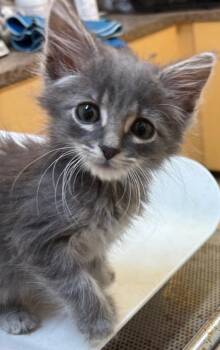 Scooter -  Domestic Short Hair Cat for Adoption in Elizabethton, Tennessee - Scooter | PetCurious