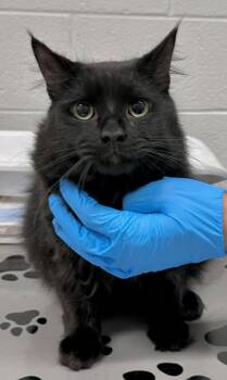 PELUCHE -  Domestic Long Hair Cat for Adoption in Derwood, Maryland - PELUCHE | PetCurious