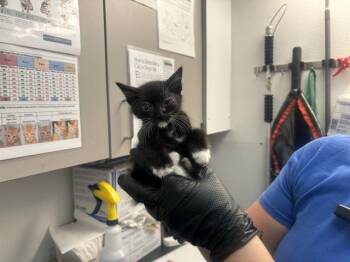 SCOUTMASTER -  Domestic Medium Hair Cat for Adoption in Antioch, California - SCOUTMASTER | PetCurious