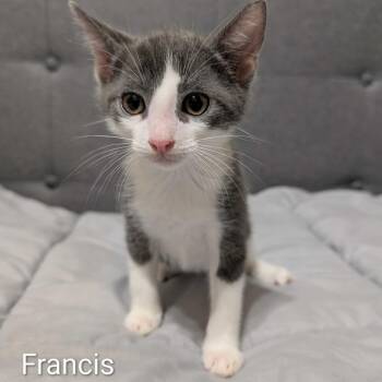 Francis -  Domestic Short Hair Cat for Adoption in Valdosta, Georgia - Francis | PetCurious