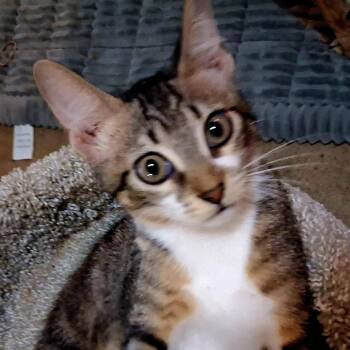 Leo -  American Shorthair Cat for Adoption in Boerne, Texas - Leo | PetCurious