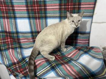 Missy -  Siamese and Domestic Short Hair Cat for Adoption in Saucier, Mississippi - Missy | PetCurious