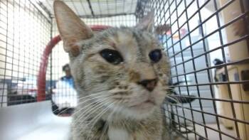 MACHU -  Domestic Short Hair Cat for Adoption in Doral, Florida - MACHU | PetCurious