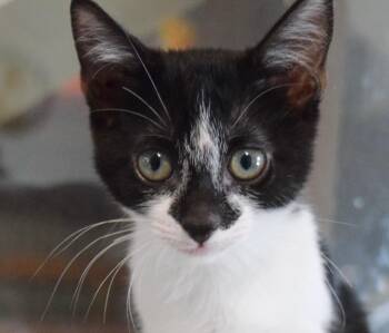 Ziggy -  Domestic Short Hair Cat for Adoption in Bulverde, Texas - Ziggy | PetCurious