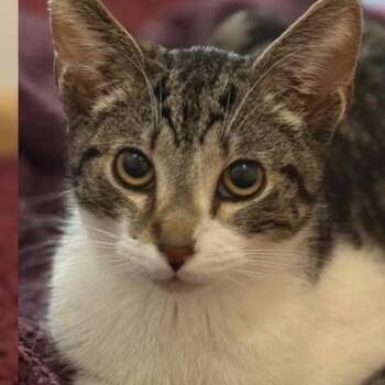 Domestic Short Hair Cats Available for Adoption - Chonga | PetCurious