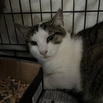 Anthem -  Domestic Short Hair Cat for Adoption in Lyndhurst, Virginia - Anthem | PetCurious