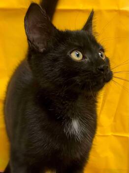 Rescue Domestic Short Hair Cats for Adoption in Visalia, California - BB | PetCurious