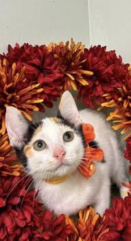 Autumn -  Domestic Short Hair Cat for Adoption in Picayune, Mississippi - Autumn | PetCurious