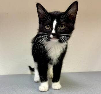 Mouse -  Domestic Short Hair Cat for Adoption in Pocatello, Idaho - Mouse | PetCurious