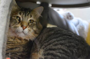 Rescue Domestic Medium Hair Cats for Adoption in Montreal, Quebec - Carter | PetCurious