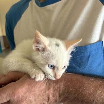 Tash -  Domestic Short Hair Cat for Adoption in Abbotsford, British Columbia - Tash | PetCurious
