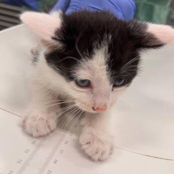 Domestic Short Hair Cats Available for Adoption in Wheeling, Illinois - McDreamy | PetCurious