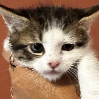 Firefly -  Domestic Short Hair Cat for Adoption in Charlottesville, Virginia - Firefly | PetCurious