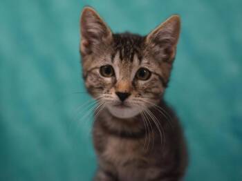 Finn -  Domestic Short Hair Cat for Adoption in Portland, Oregon - Finn | PetCurious