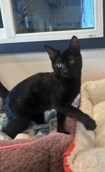 Sammy -  Domestic Short Hair Cat for Adoption in Newberg, Oregon - Sammy | PetCurious