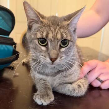 Lil Girl -  Domestic Short Hair Cat for Adoption in Midland, Texas - Lil Girl | PetCurious