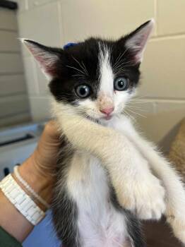 Rescue American Shorthair Cats for Adoption in Cleveland, Alabama - F072 | PetCurious