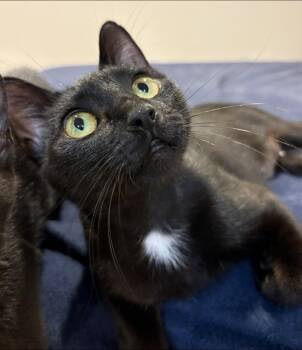 Rosie -  Domestic Short Hair Cat for Adoption in Lincoln, Nebraska - Rosie | PetCurious