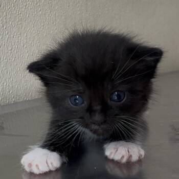 Kiki -  Domestic Short Hair Cat for Adoption in Clavet, Saskatchewan - Kiki | PetCurious